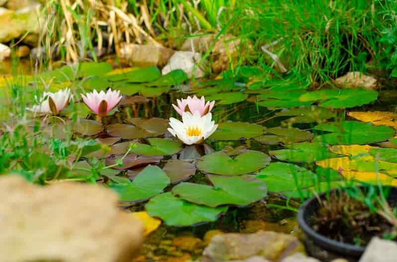 kerti tó tisztítása házilag