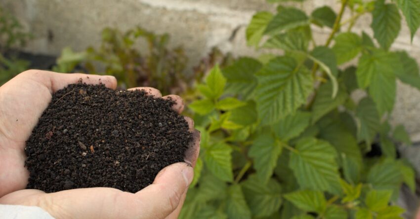 Alginit talajjavító: virágzó kert kertépítés megoldás